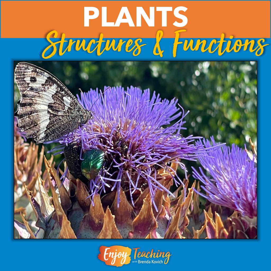 Enjoy teaching kids about plants, their parts and functions. They'll love these hands-on activities for studying seeds, flowers, roots, stems, and leaves.