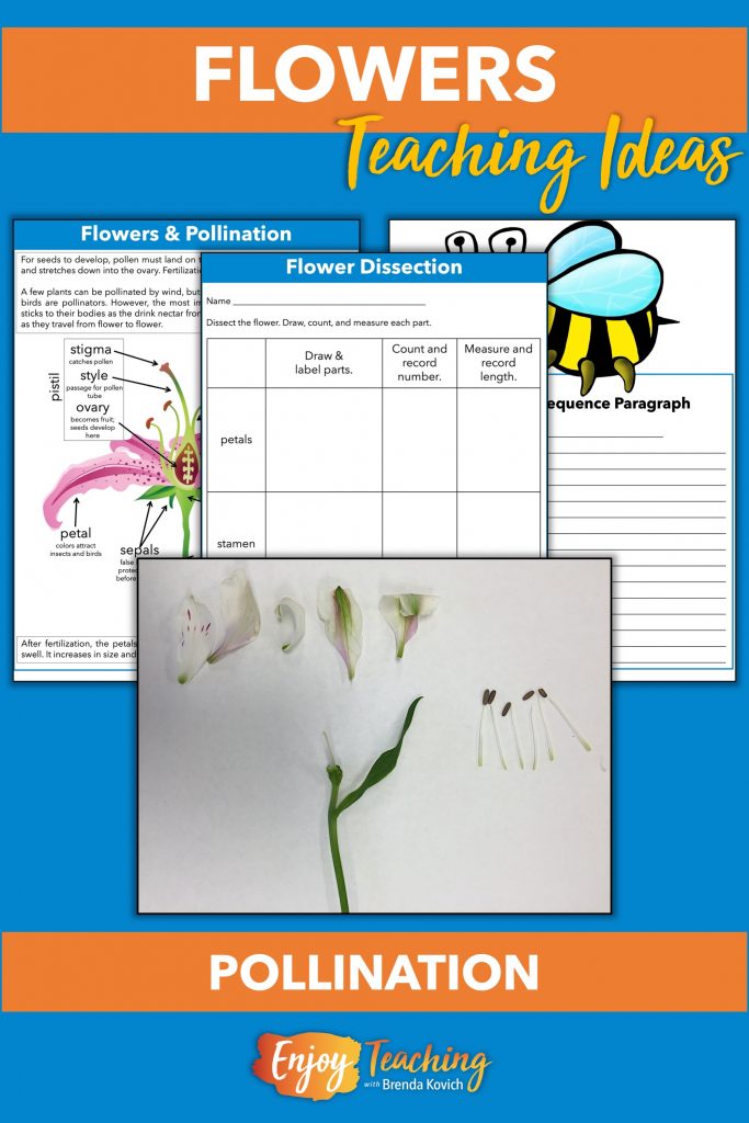 Explore parts of flowers and pollination with flower dissection.