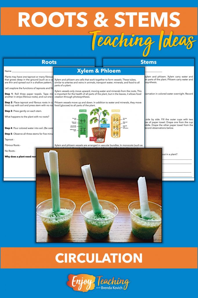 Explore roots and stems with three hands-on activities. Then teach kids about the roles of xylem and phloem.