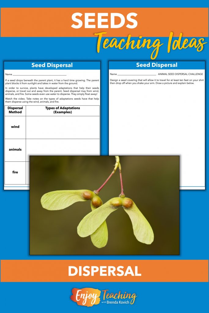 As you continue teaching plants, their parts, and functions, explore seed dispersal. First, kids watch a video and take notes. Then they participate in a STEM challenge to design their own seeds.