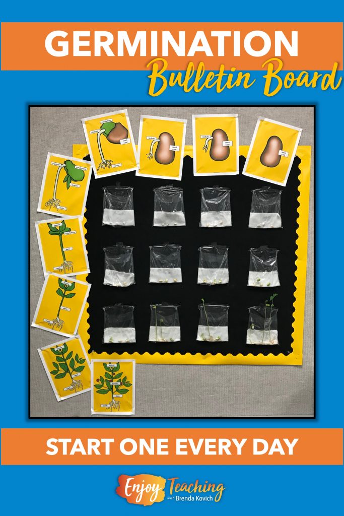 To create a growing bulletin board, start one seed in a baggie each day. Yes, you can germinate seeds in a plastic bag!