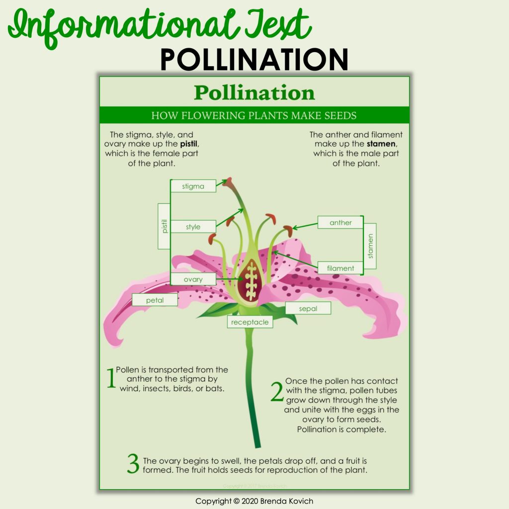 Pollination - Enjoy Teaching with Brenda Kovich