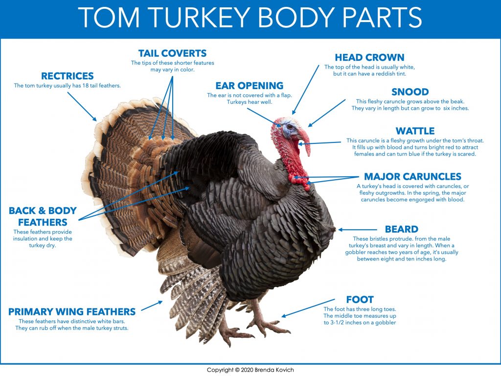 Parts of a Turkey Diagram - Enjoy Teaching with Brenda Kovich