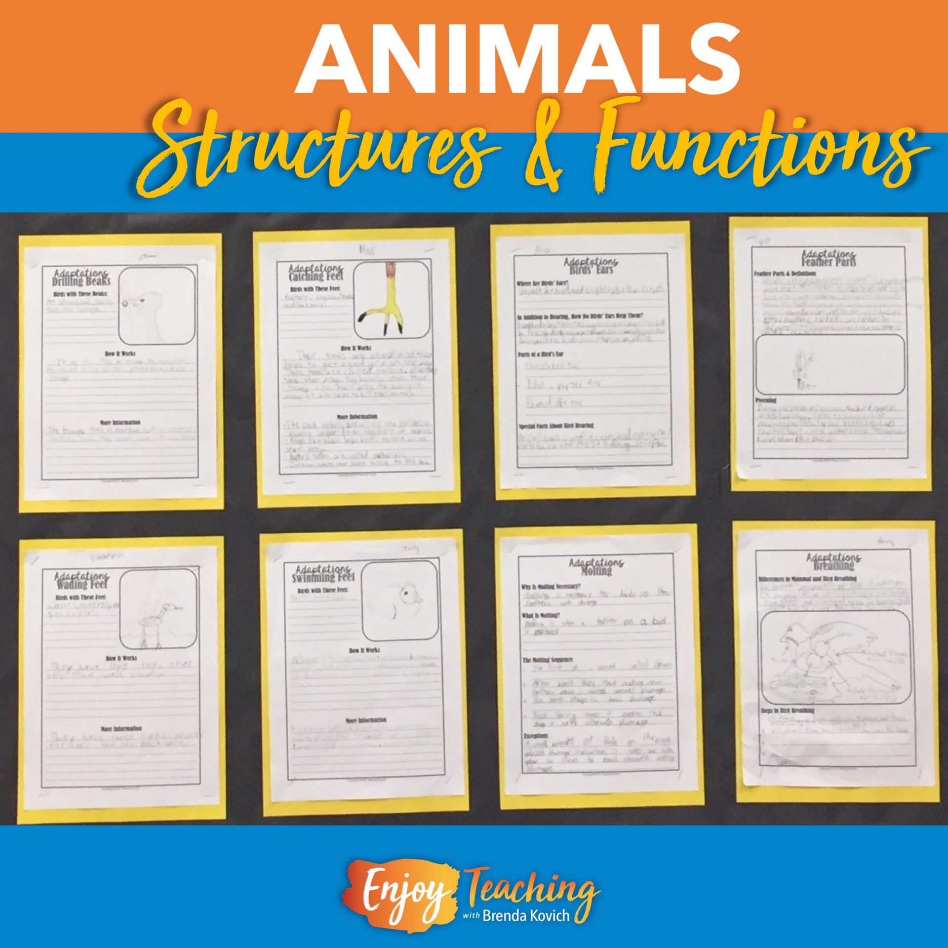 Teaching Animal Structures and Functions - Fourth Grade