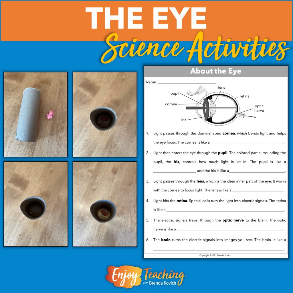 parts of the eye for grade 2