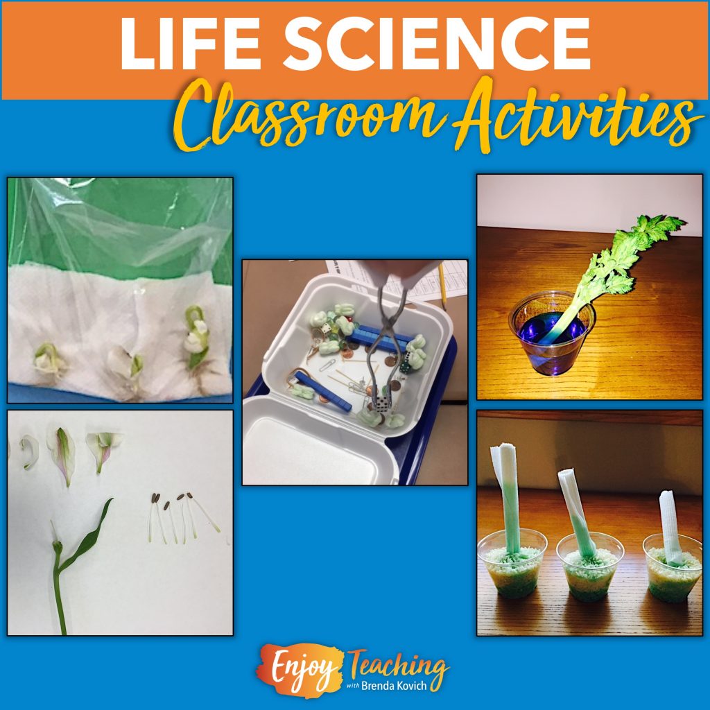 4th grade life science experiments