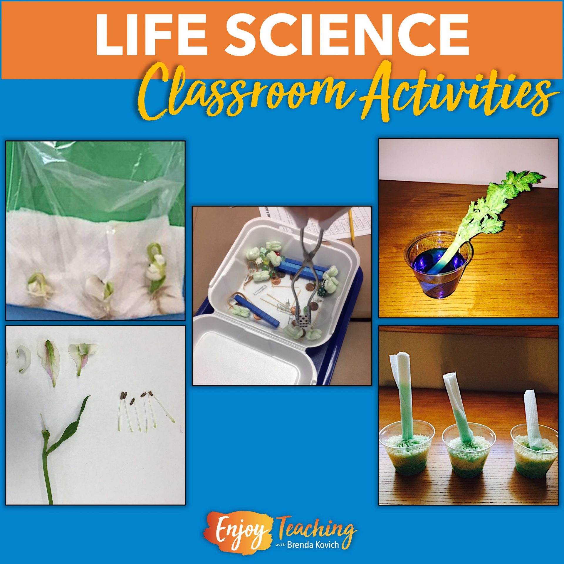 Is Life Science The Same As Living Environment