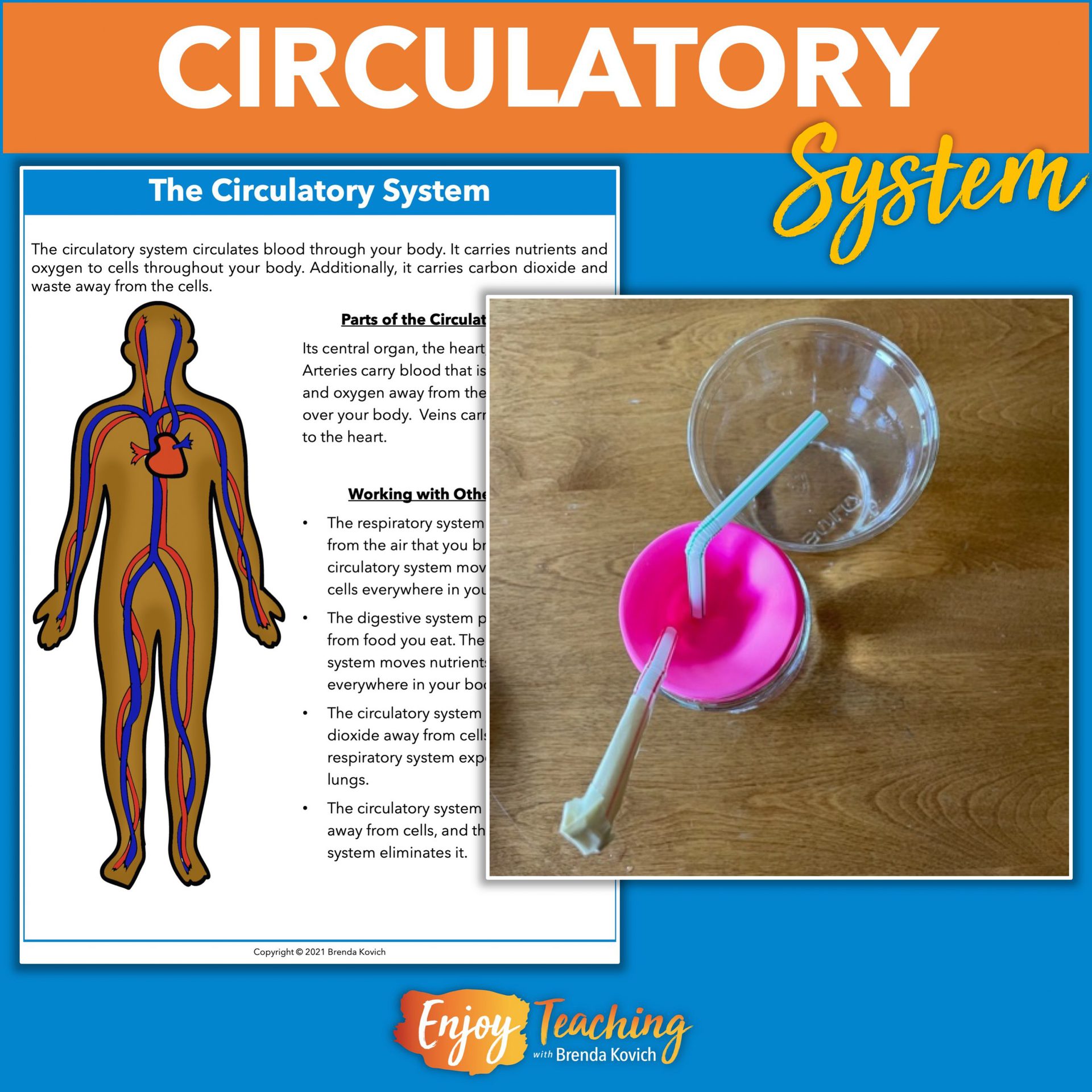 human circulatory system for kids