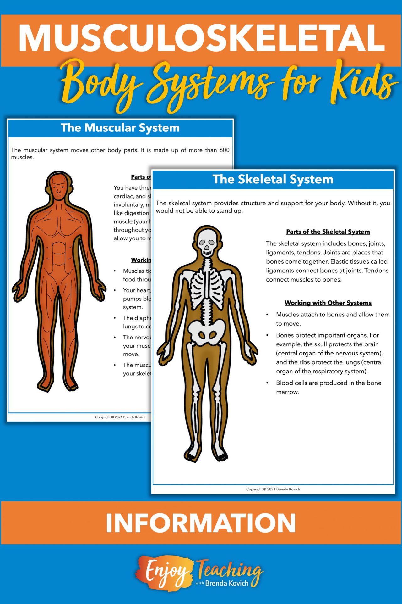 Musculoskeletal System Activities Youll Love To Teach