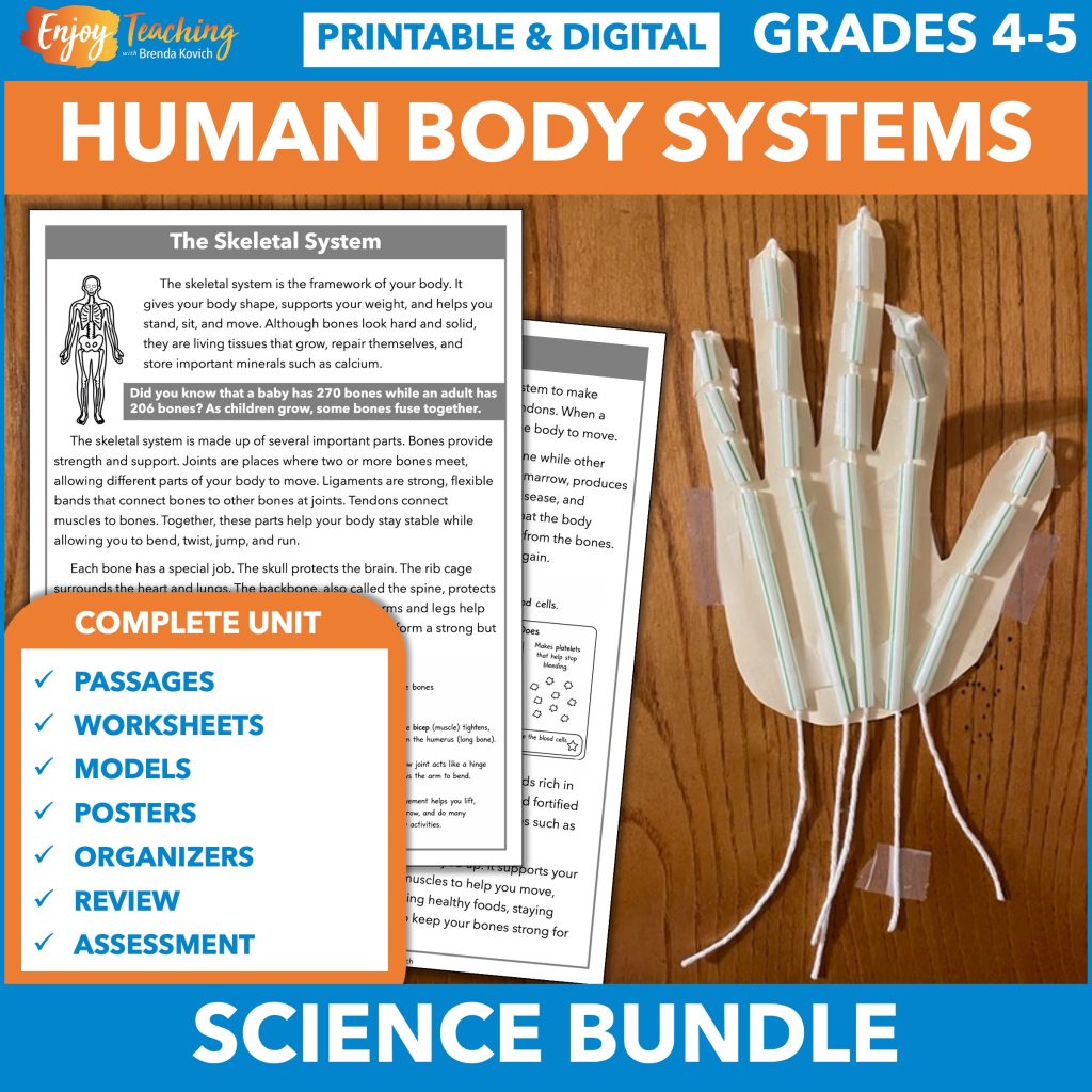 This human body systems bundle includes models to build, passages, worksheets, posters, organizers, review and assessment.