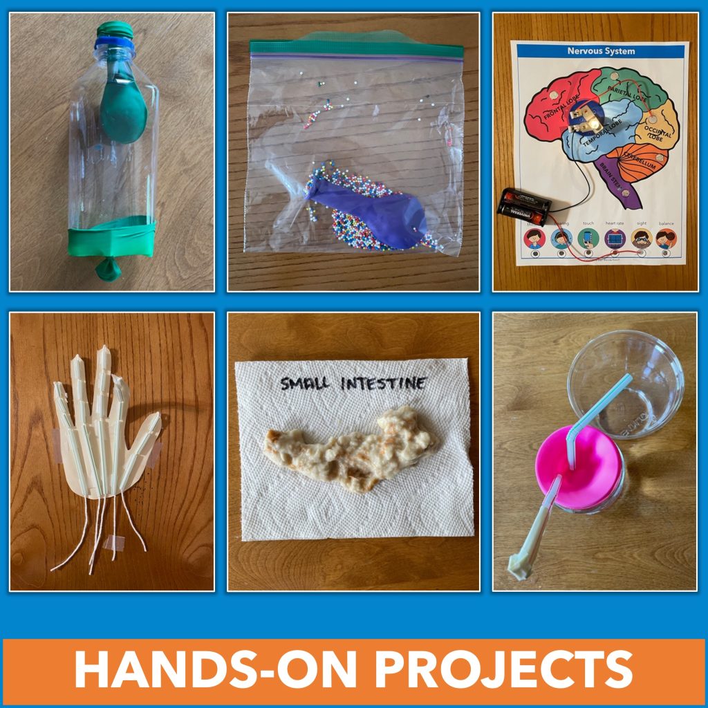 The human body systems bundle includes pictorial directions for six hands-on models: respiratory, immune, nervous, musculoskeletal, digestive, and respiratory.