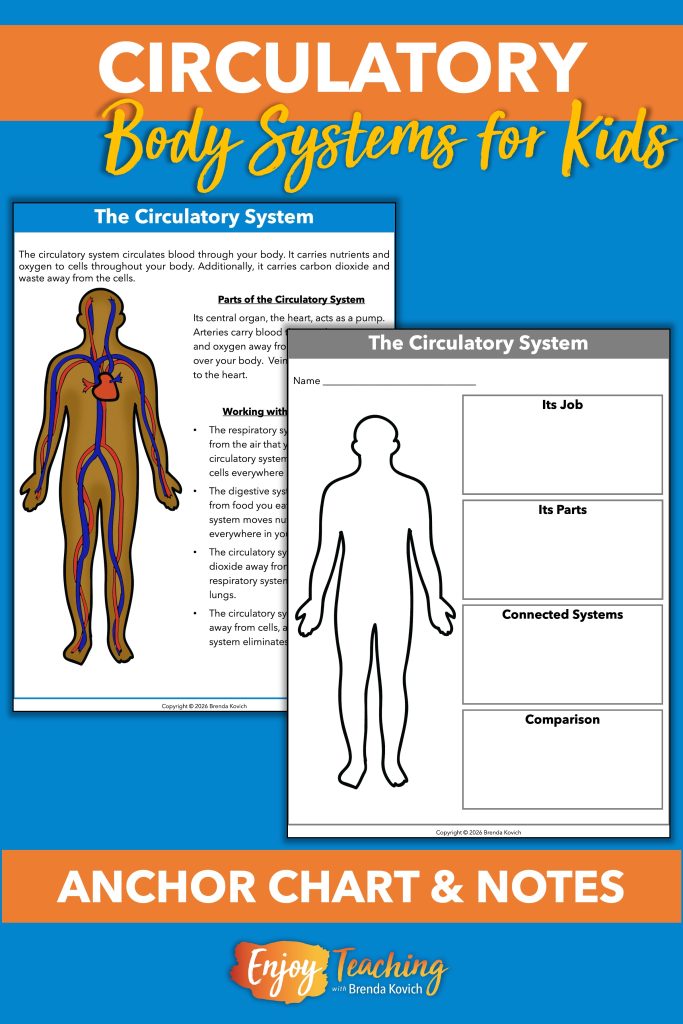The circulatory system resource includes an anchor chart or reference guide and note-taking sheets.