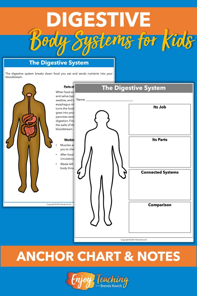 The digestive system resource includes a reference guide or anchor chart and corresponding note-taking sheets.