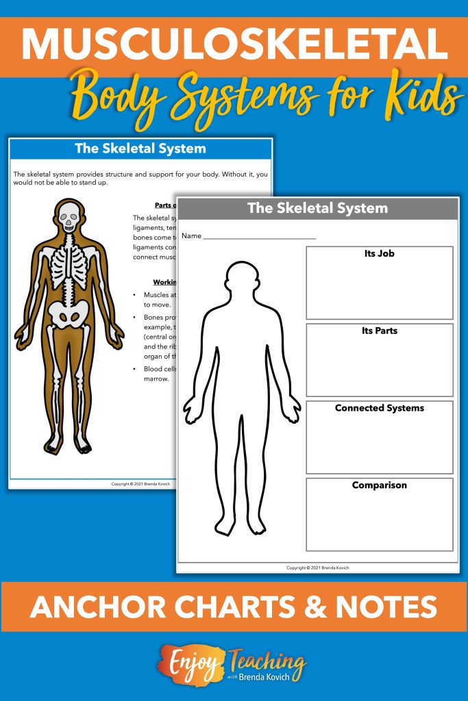 The body systems bundle includes reference guides or anchor charts with corresponding note-taking sheets for both the muscular and skeletal systems.