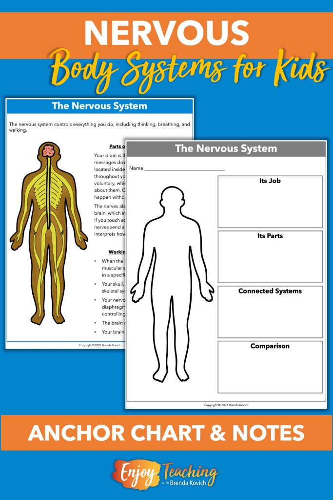 Nervous system reference guides can be used as anchor charts or study sheets. A variety of note-taking sheets are also included.