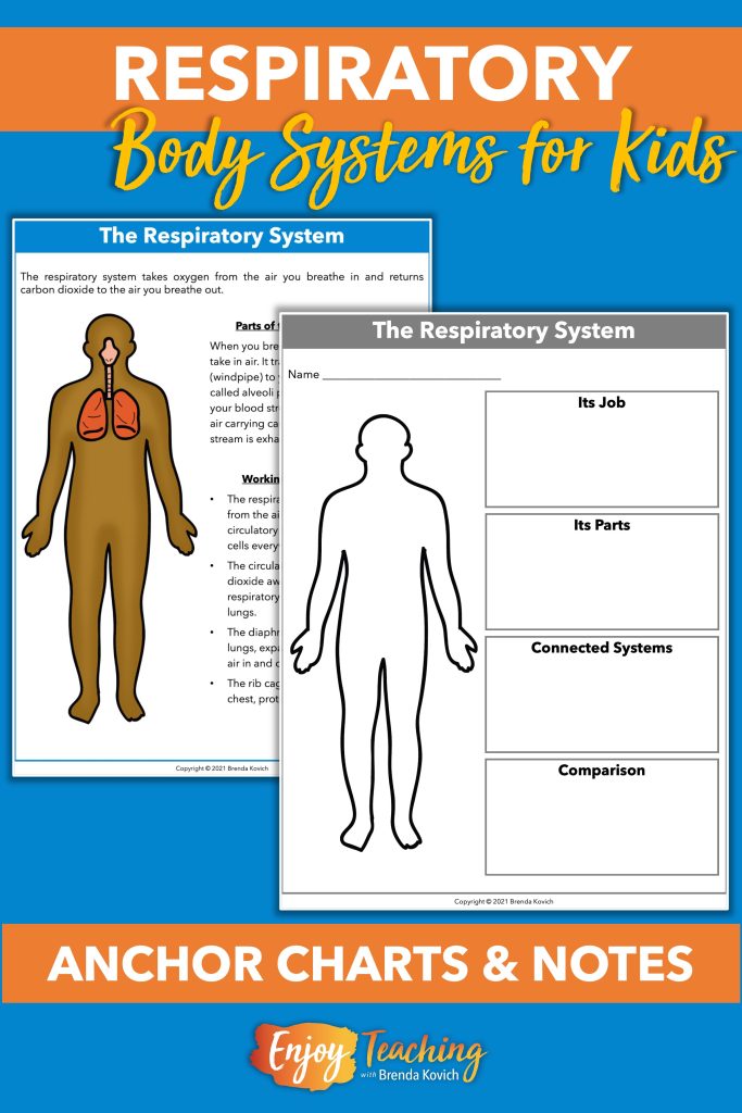 The body systems bundle includes one-page reference guides, which can be used as anchor charts or study guides. A variety of graphic organizers let kids take notes.