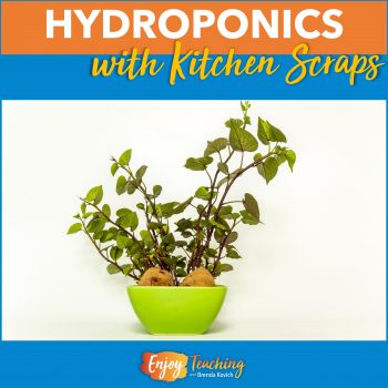 Sweet potatoes grow in a bowl of water. It's a great way to teach kids about hydroponics.