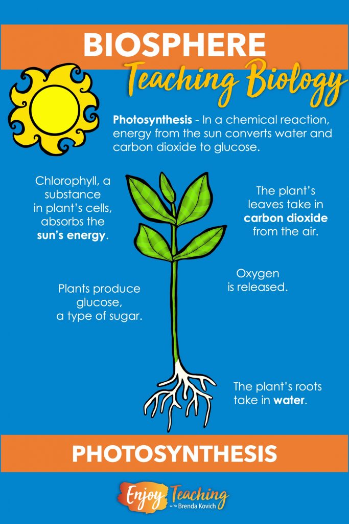 Photosynthesis provides the key to understanding the biosphere. This chemical reaction allows all life on Earth. All biosphere teaching ideas hinge around it.