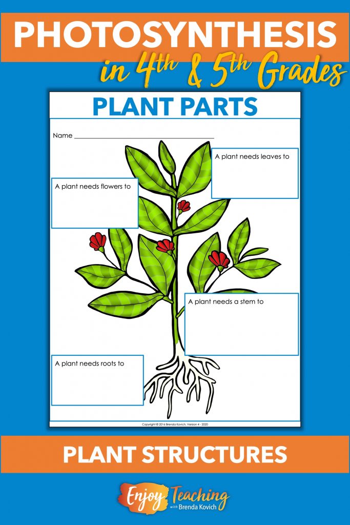 Begin teaching photosynthesis in fourth grade with plant structures. Students will quickly see that most plant parts support this important process.