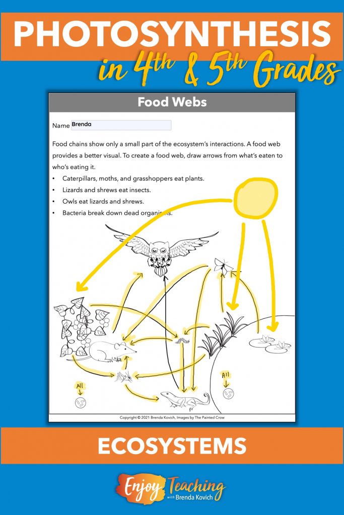 When kids study ecosystems, ask them to show how energy from the Sun flows.