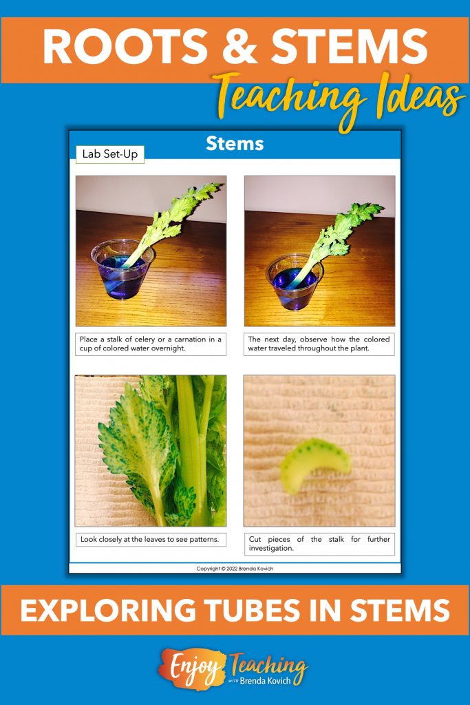 When teaching stems and roots, try this simple experiment. Just put a piece of celery or a carnation in a cup of colored water. The tubes pull water up and into the leaves.