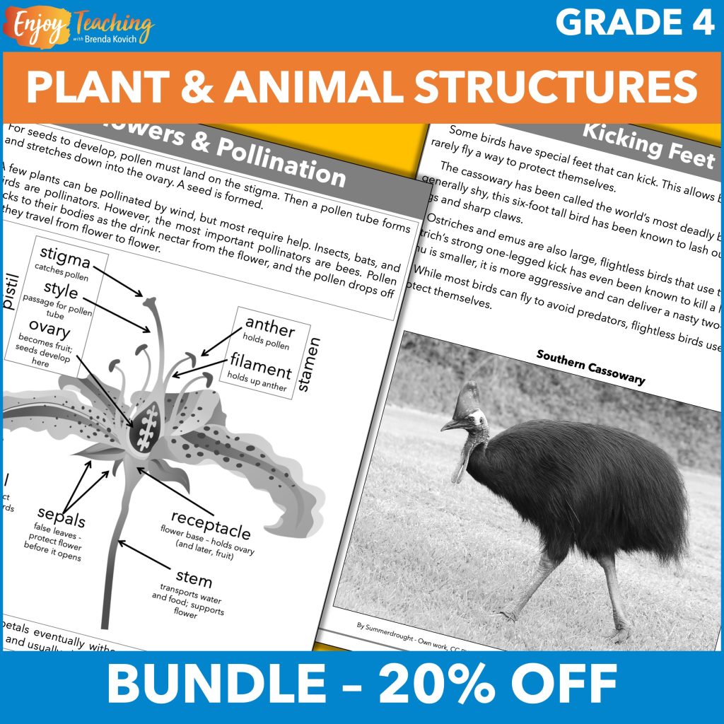 This big bundle of science curriculum activities lets kids explore structures and functions of plants and animals.
