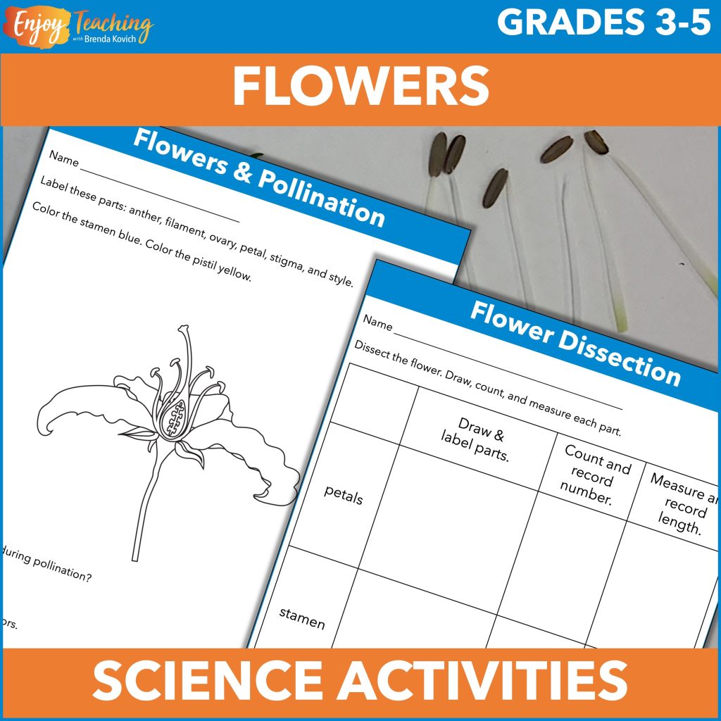 These science curriculum activities let kids explore flowers and pollination. They even participate in a dissection lab!