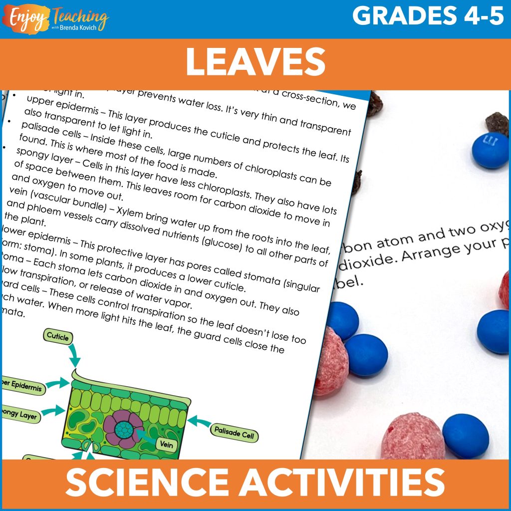 These science curriculum activities let kids explore flowers and pollination. They even participate in a dissection lab!