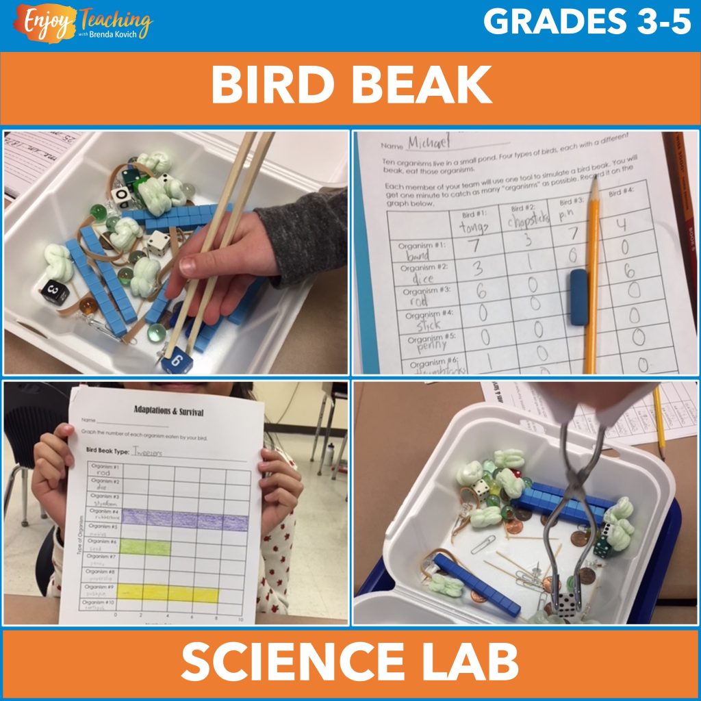 This is hands-down the best bird beak lab around. In groups, kids use different instruments to simulate beaks as they draw from 100 small items in a container.