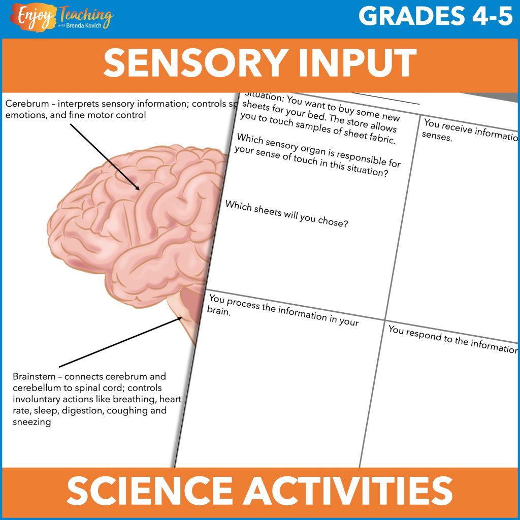 To investigate senses and the brain, kids analyze 20 situations to explain how an animal will respond to specific stimuli.